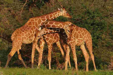 Samburu National Park
