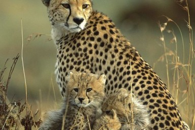 Cheetah!!