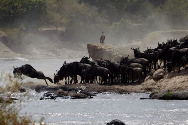 Wildebeest Migration
