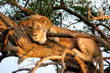 Serengeti