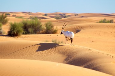 Desert Dubai