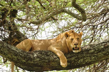 Lions and Manyara