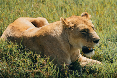 Experience the Wonder of Ngorongoro – Where Nature and Heritage Unite