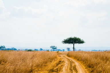 Mikumi National Park – Where Wildlife Meets the Horizon